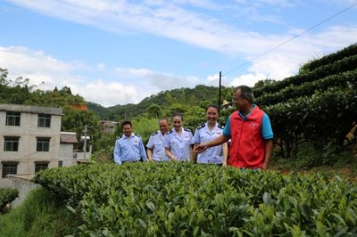 賀州稅務 稅惠賦能，助力茶香四溢 企業服務新篇章
